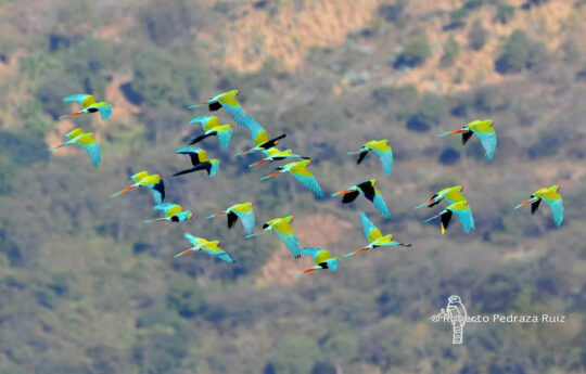 military-macaws-mexico-roberto-pedraza-vl.jpg Military Macaws flying over forests in Mexico