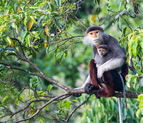 douc-mother-and-child-2.jpg Red-shanked douc