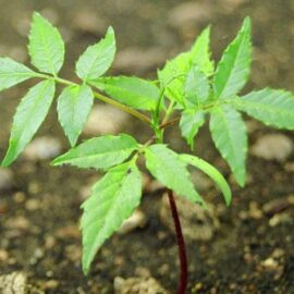 Seedling at Cerro Blanco