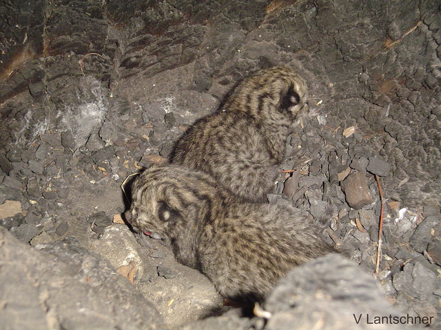 Two Geoffroy's Cat kittens, Argentina. Credit Victoria Lantschner Flickr