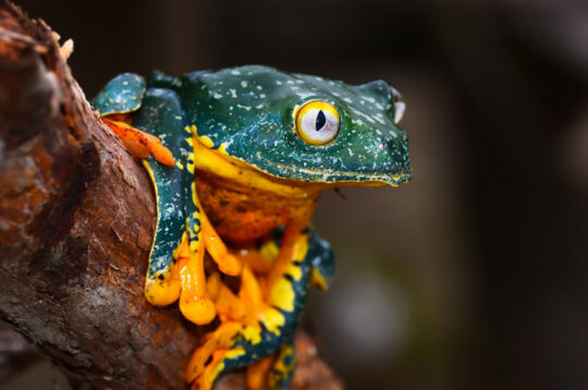 Fringed Leaf Frog, Nangaritza Reserve