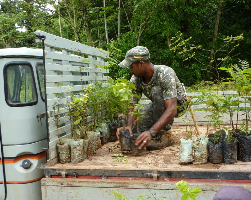 Trees being loaded for planting at REGUA, Brazil. Credit Alan Martin