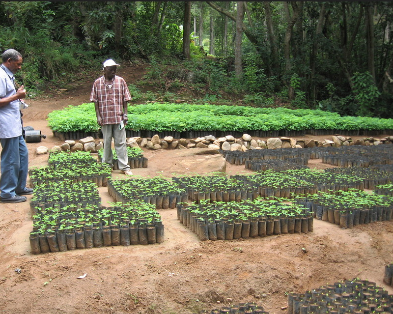 Tree Nursery, Tanzania. Credit: Lota Melamari (WCST)