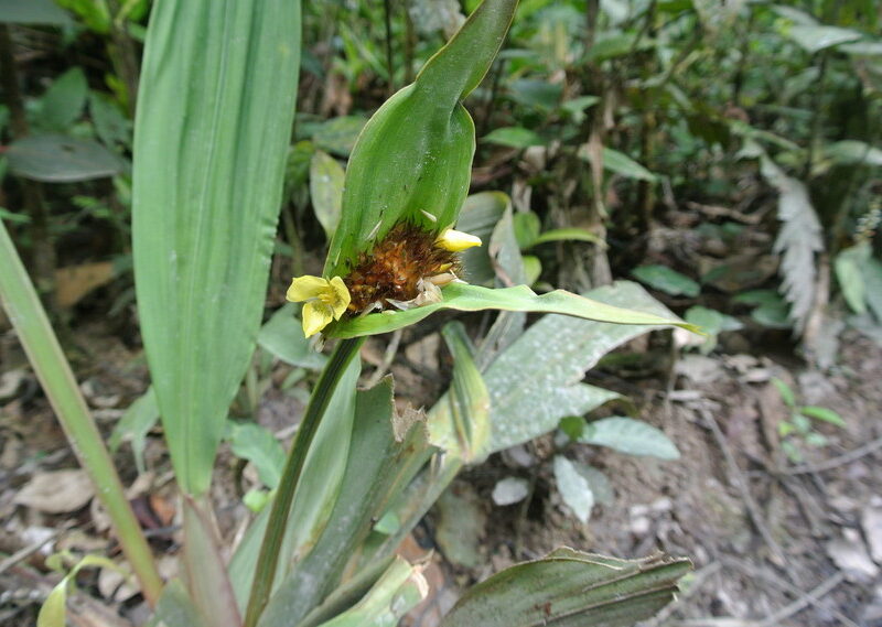 Rana Terribilis reserve, Colombia. Credit Bethan John