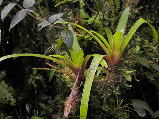 Las Tangaras, Colombia, Close-up. Credit Ruth Canning, WLT