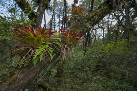 Buy an Acre funded Cerro-Prieto Cerro la Luz reserve, Mexico. Credit Roberto Pedraza Ruiz