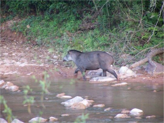 Tapir in EL Pantanoso, Argentina, Credit Francesco Rocca,