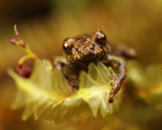 The Puro Frog, Pristimantis Puruscafeum
