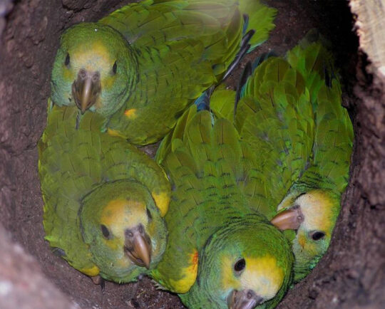 yellow-shouldered-parrots-2
