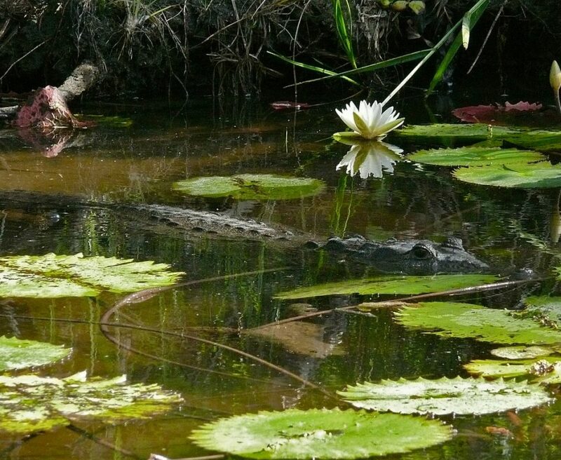 Morelet's Crocodile By Bernard DUPONT from FRANCE [CC BY-SA 2.0 (httpscreativecommons.orglicensesby-sa2.0)], via Wikimedia Commons