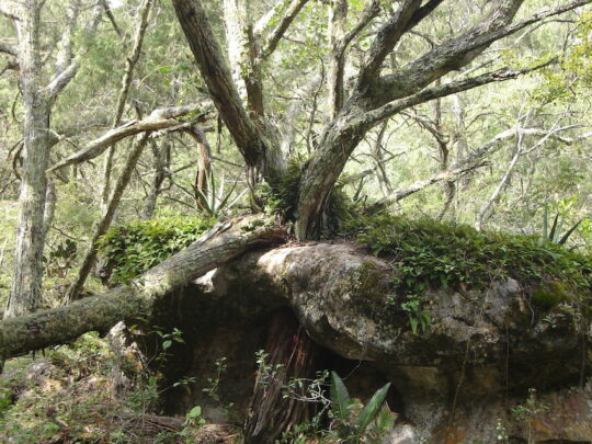 Juniper forest, Hoya Verde, Mexico. Credit GESG