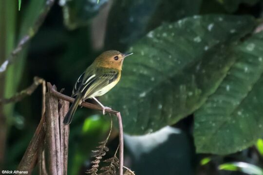 Cinnamon-breasted Tody-Tyrant, protected at Nangaritza Ecuador, Credit Nick Athanas (Flickr) Photographed in Peru.