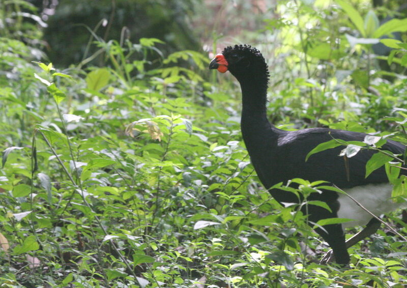 Red Billed Curassow credit Alan Martin