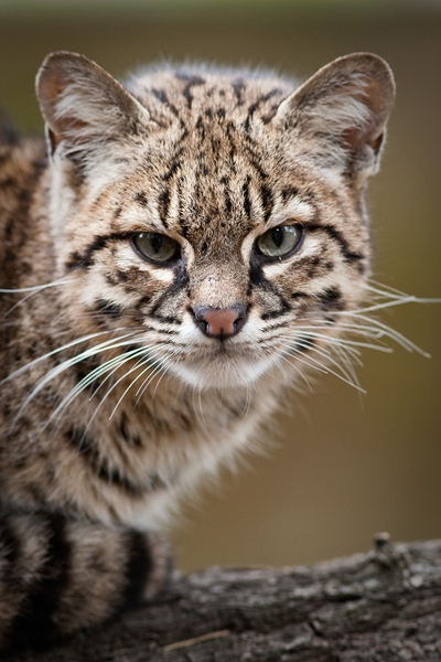 Geoffroy's Cat