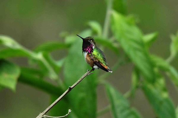 Bumblebee Hummingbird (Atthis Heloisa)