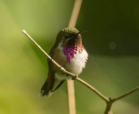 Bumblebee Hummingbird (Atthis Heloisa) in Sierra Gorda, Mexico