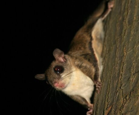Southern Flying Squirrel. Image: Laszlo Ilyes
