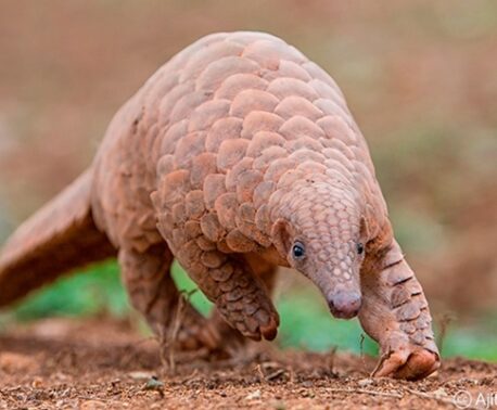 Indian Pangolin (Manis crassicaudata)