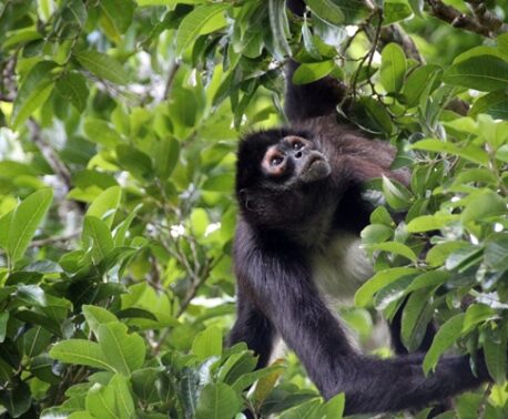 Geoffroy's Spider Monkey