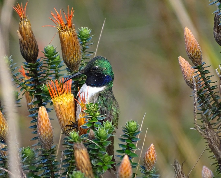 Blue-throated Hillstar