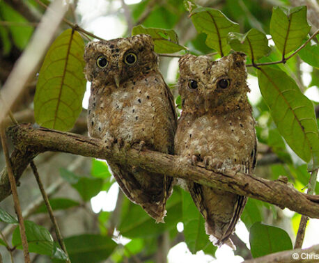 Sokoke Scops Owl
