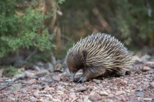 Short-beaked Echidna - Pixabay