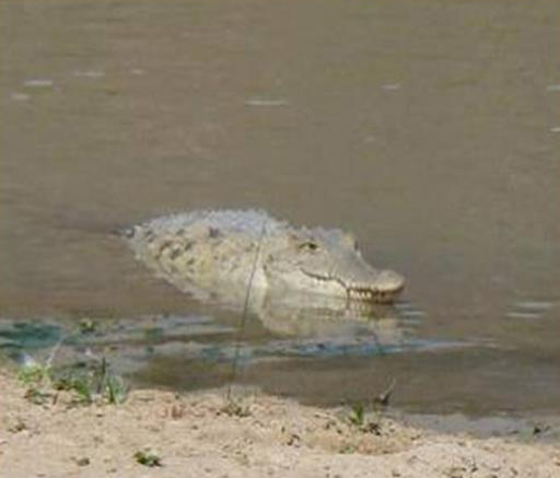 American Crocodile © Naturaleza y Cultura Ecuador
