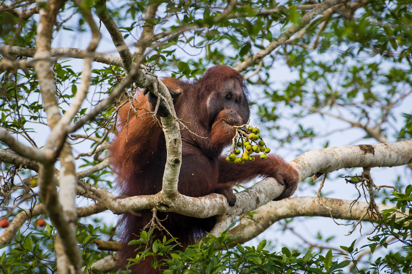 Orangutan, Kinabatangan. Malaysian Borneo ©Nick Garbutt