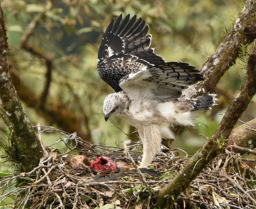 Black-and-Chestnut Eagle©Mark Wilson/EcoMinga