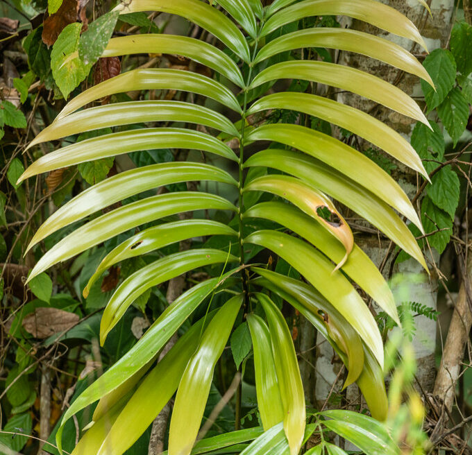 Zamia incognita ©Fredy Gomez