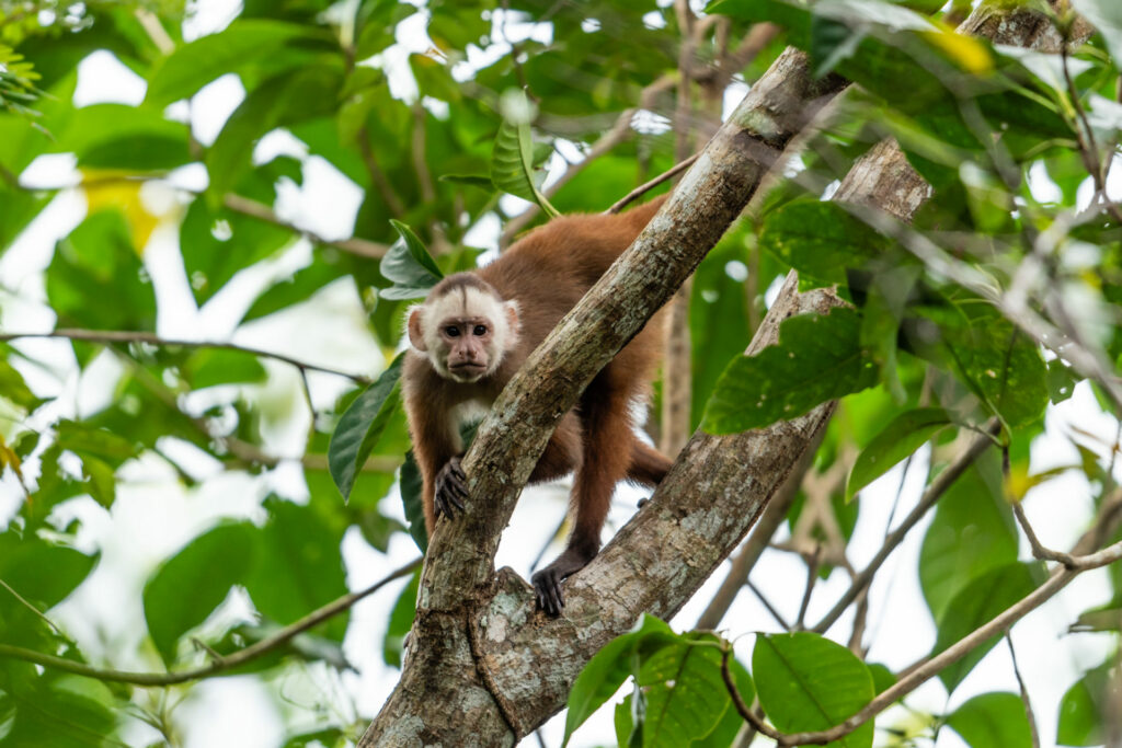 Varied White-fronted Capuchin. Credit: Fredy Gomez