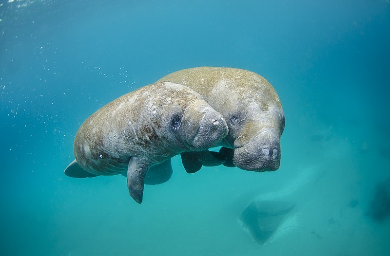 West Indian Manatee mother and calf. Credit: Sam Farkas (NOAA Photo Library) / Public domain