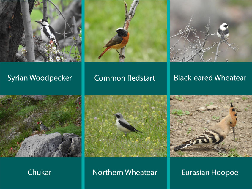 CWR Birds ©Boris Vanyan:FPWC