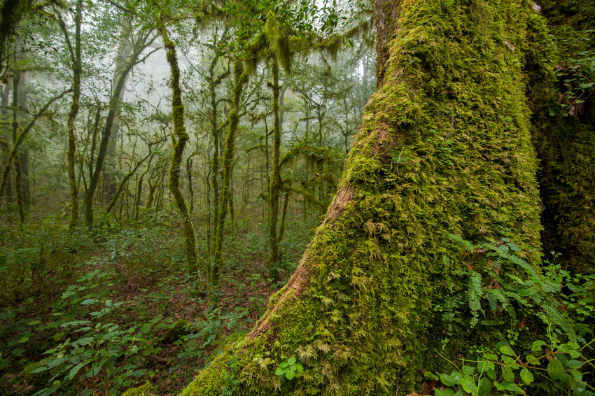 Sierra Gorda ©Robrto Pedraza Ruiz