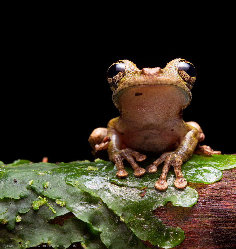 Buckley's Slender-legged Tree Frog,Nangaritza ©Tropical Herping.com