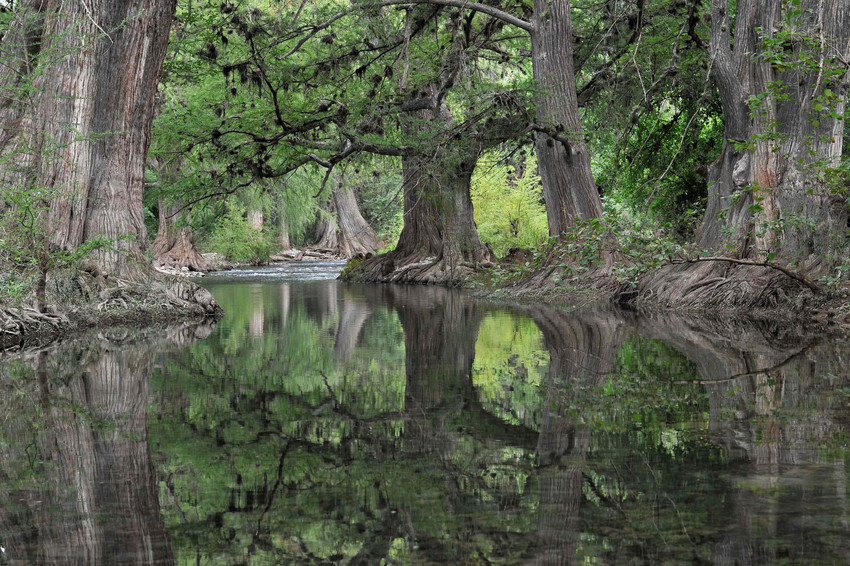 Ancient Cypress Forest, Sierra Gorda©Roberto Pedraza Ruiz