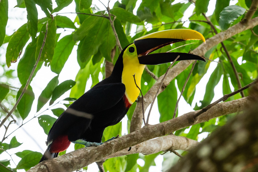 Yellow-throated Toucan, Barbacoas © Freddy Gomez