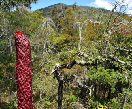 Agave muxii  ©GESG