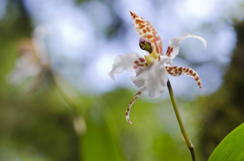 Rhynchostele rossii, Sierra Gorda ©Roberto Pedraza Ruiz