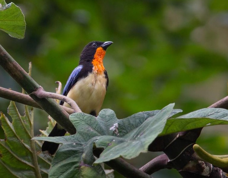 Orange-throated Tanager in the Nangaritza Valley. ©Lars Petersson