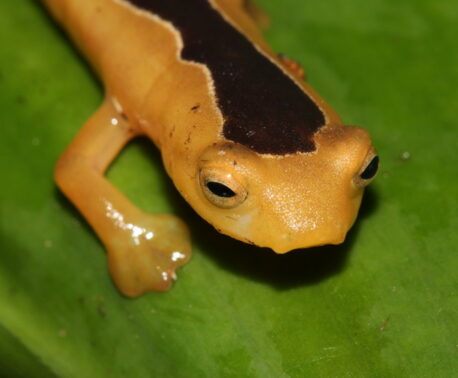 Jackson’s Climbing Salamander. Credit: Lindsay Renick Mayer