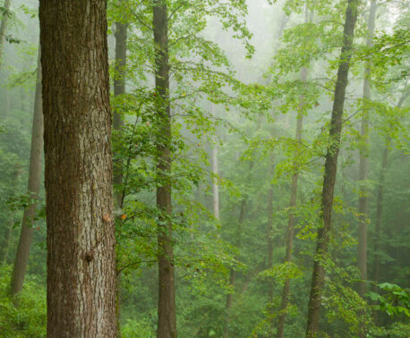 Sierra Gorda Biosphere Reserve. Credit: Roberto Pedraza Ruiz