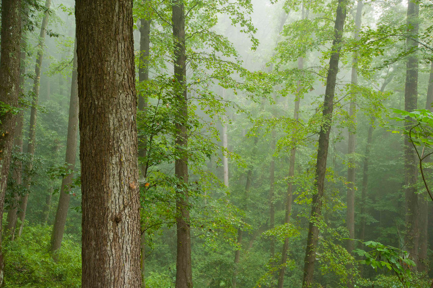 Sierra Gorda Biosphere Reserve. Credit: Roberto Pedraza Ruiz