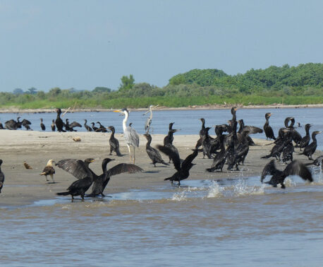Cocoi Heron, Neotropical Cormorant and Yellow-headed Caracara, El Silence. Credit: Richard Cuthbert/WLT