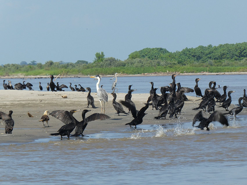 Cocoi Heron, Neotropical Cormorant and Yellow-headed Caracara, El Silence. Credit: Richard Cuthbert/WLT