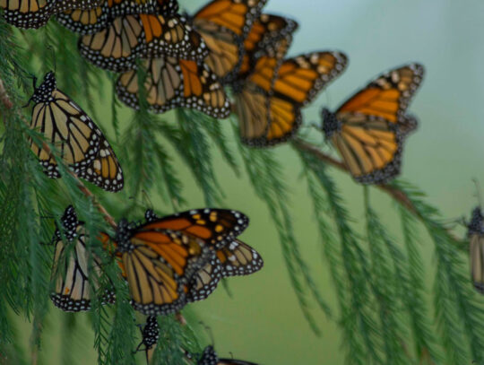 Monarch butterflies, Sierra Gorda, Mexico. Credit: Roberto Pedraza Ruiz Monarch butterflies, Sierra Gorda, Mexico. Credit: Roberto Pedraza Ruiz