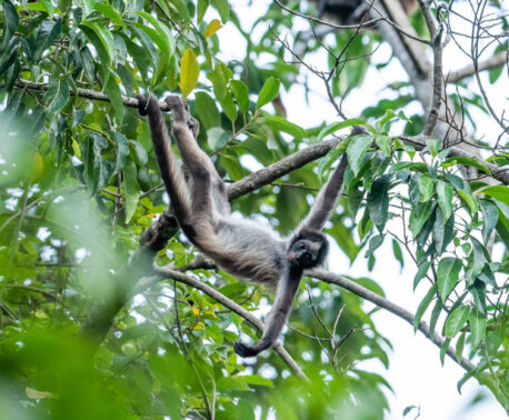Brown Spider Monkey. © Freddy Gomez