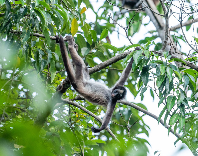 Brown Spider Monkey. © Freddy Gomez
