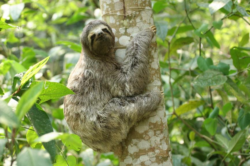 Brown-throated Sloth. ©Lee Dingain