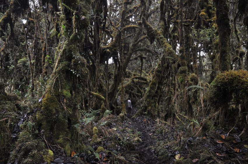 Cerro Candelaria Reserve,Ecuador. Credit: Lou Jost/Ecominga